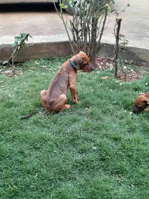 1-3 months Female Purebred Rhodesian Ridgeback