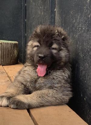 1-3 months Female Purebred Caucasian Shepherd - thumbnail 2