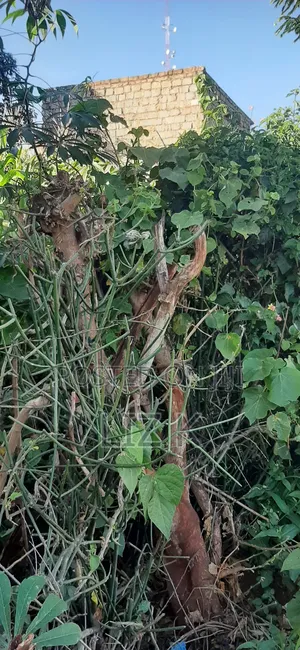 Plot for Sale in Mugutha Opposite Pcea Mukuyu Church.