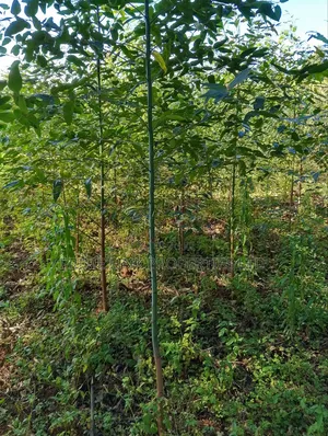 Kimende Agroforestry / Farming Land
