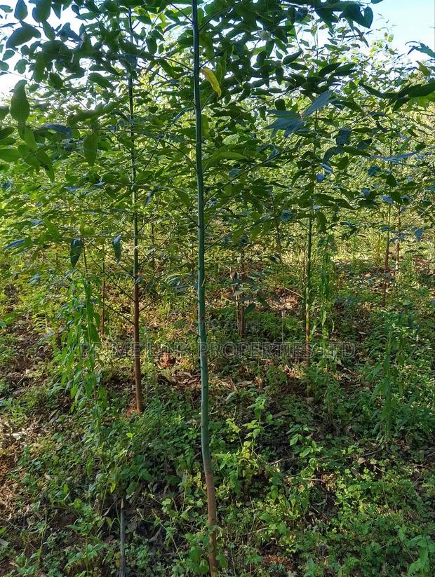 Kimende Agroforestry / Farming Land - thumbnail 3