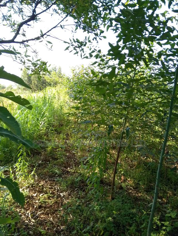 Kimende Agroforestry / Farming Land - thumbnail 4