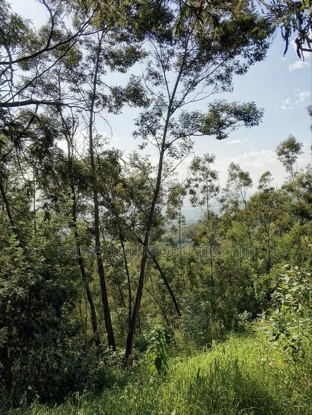 Kimende Agroforestry / Farming Land - thumbnail 5