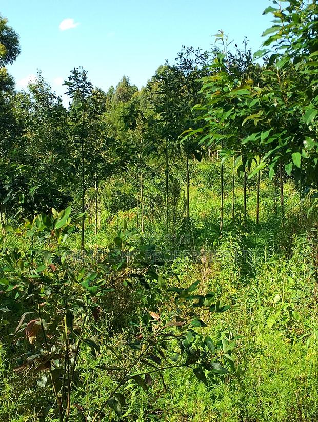 Kimende Agroforestry / Farming Land - thumbnail 9