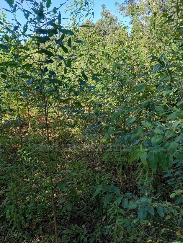 Kimende Agroforestry / Farming Land - thumbnail 10