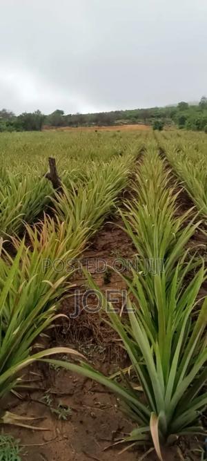 Malindi 45 Acres Ready Title Deed - thumbnail 2