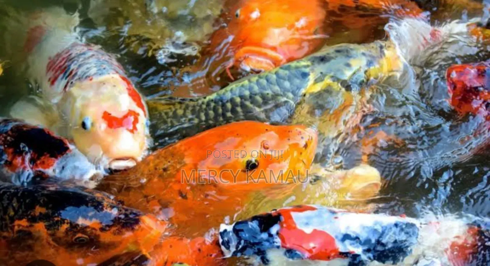 Fish And Aquariums