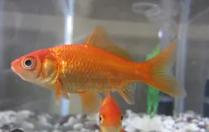 Fish And Aquariums