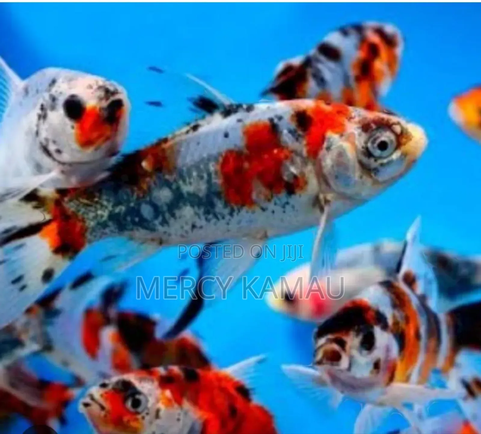 Fish And Aquariums