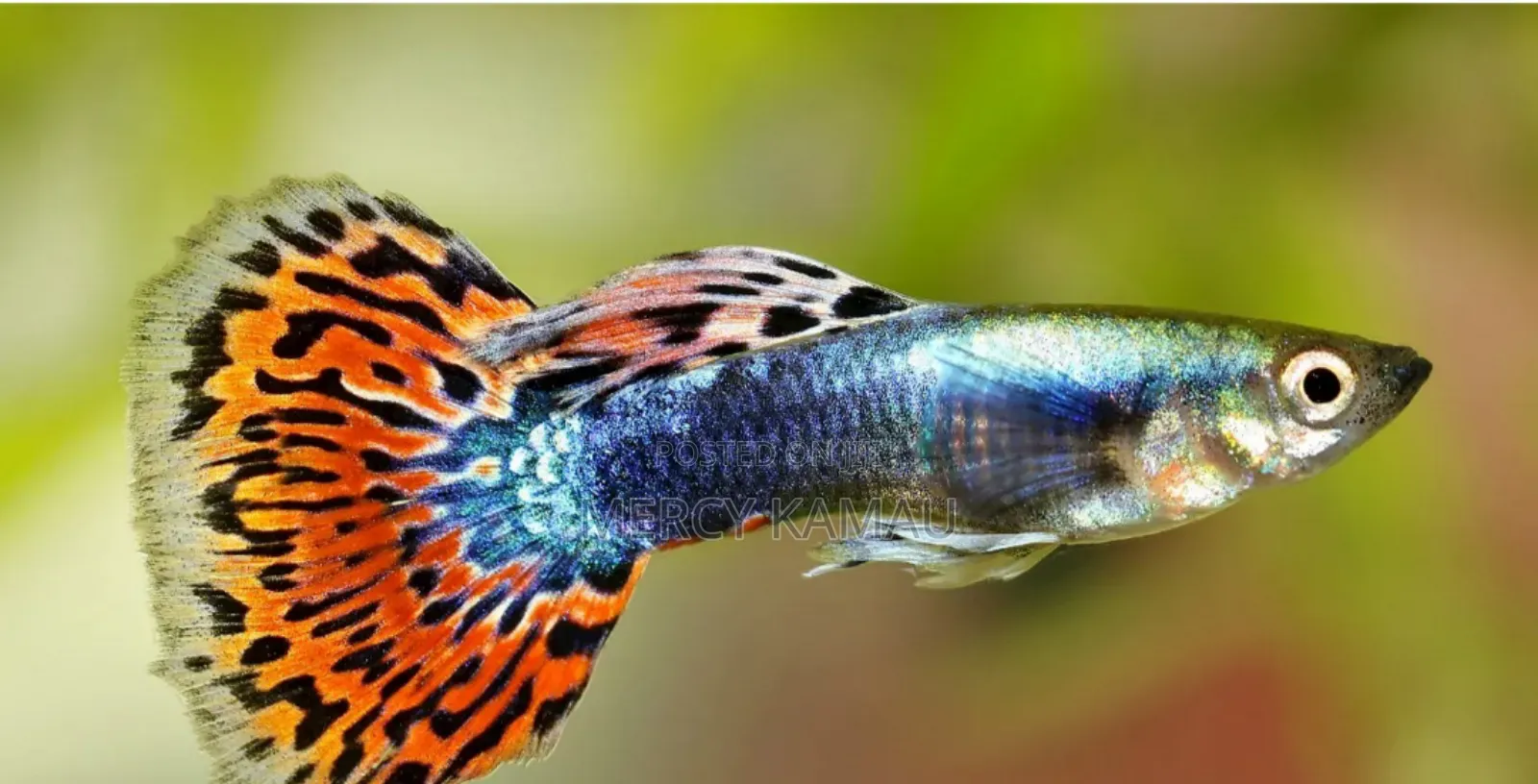 Fish And Aquariums