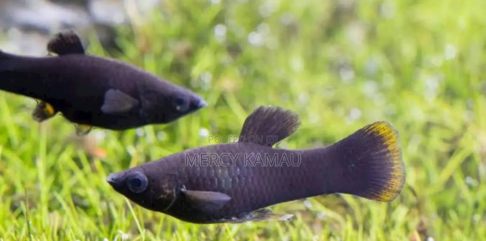 Fish And Aquariums