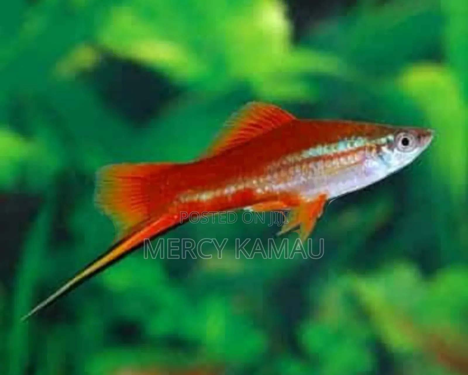 Fish And Aquariums