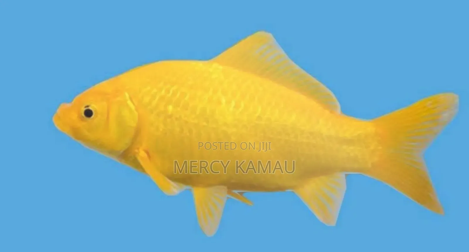Fish And Aquariums