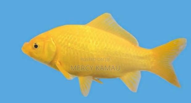 Fish And Aquariums - thumbnail 11