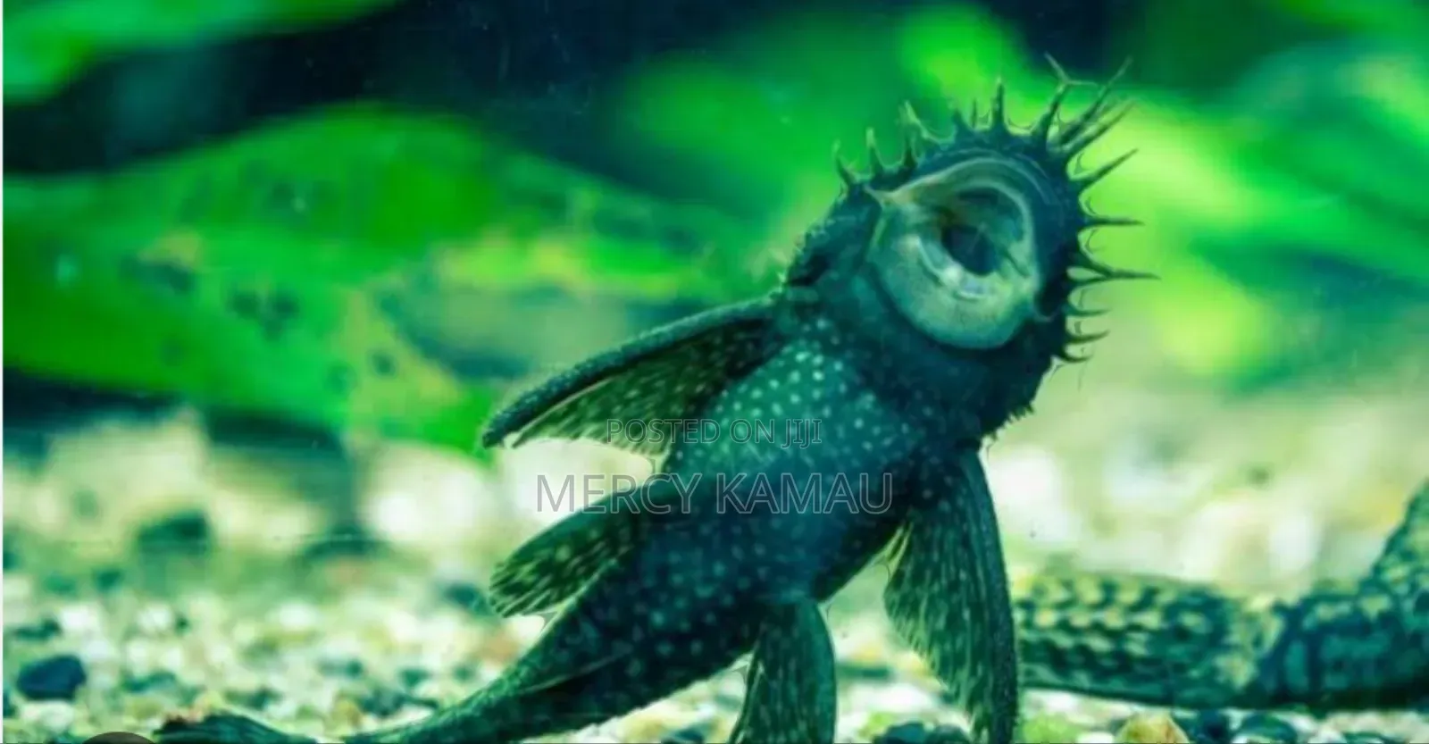 Fish And Aquariums