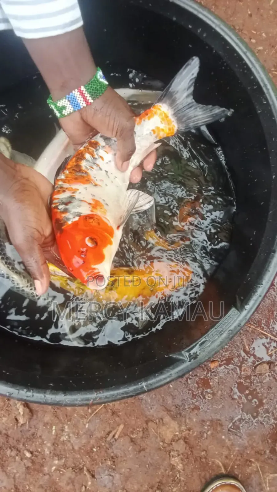 Fish And Aquariums