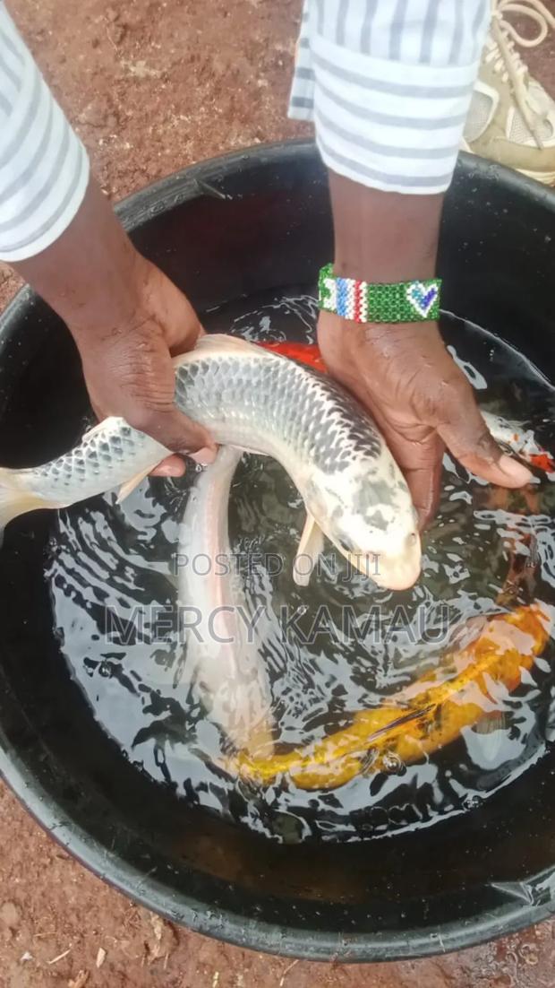 Fish And Aquariums - thumbnail 14