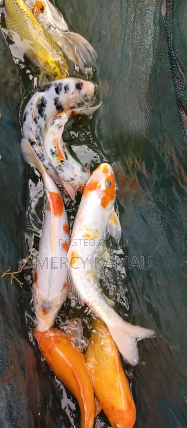 Fish And Aquariums - thumbnail 15