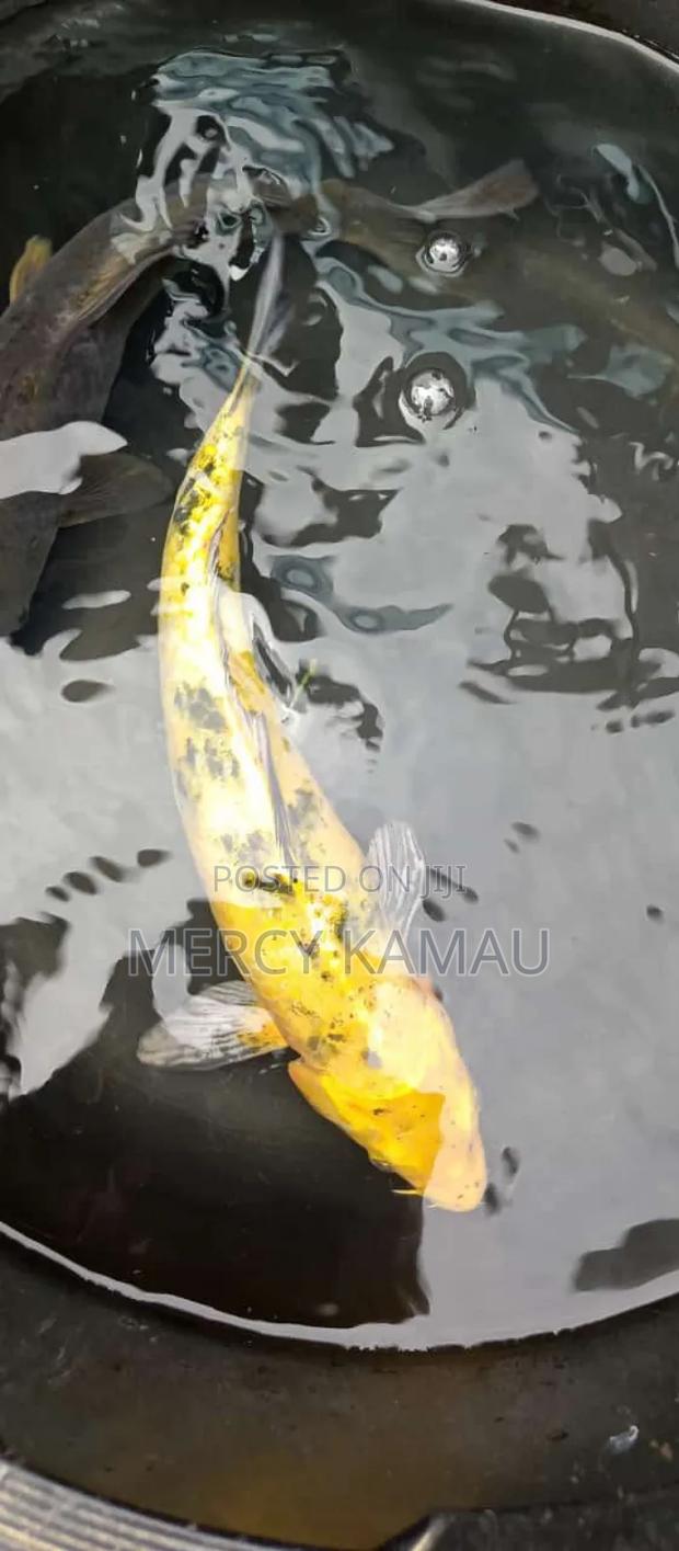 Fish And Aquariums - thumbnail 16