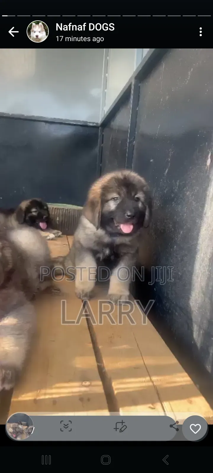 1-3 months Female Purebred Caucasian Shepherd