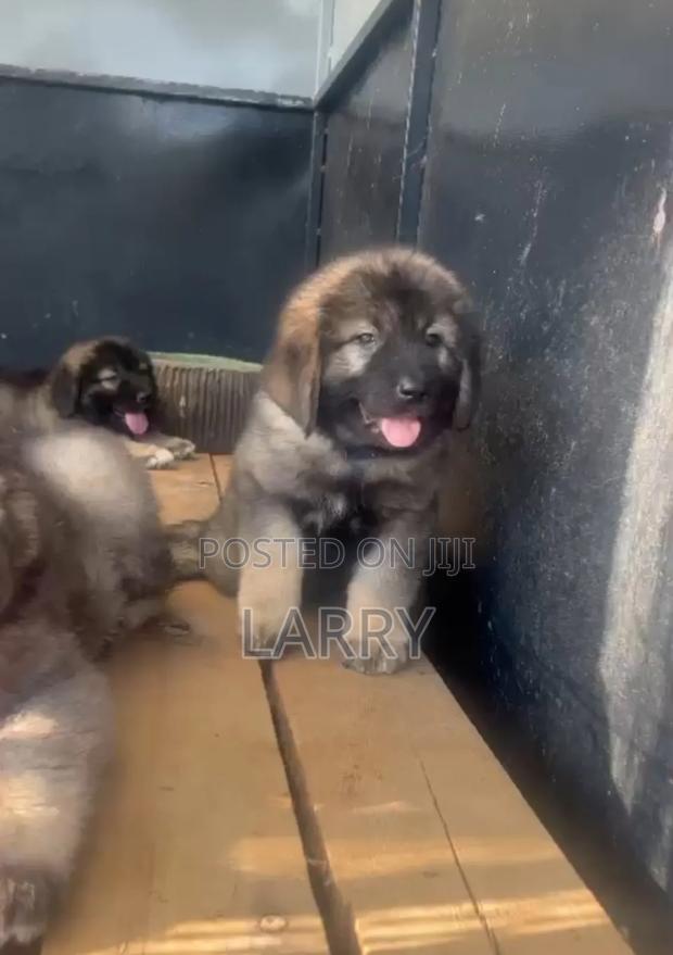 1-3 months Female Purebred Caucasian Shepherd - thumbnail 3