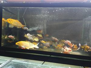 Aquarium Fish - thumbnail 2