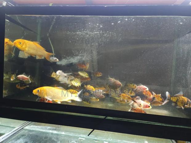 Aquarium Fish - main view