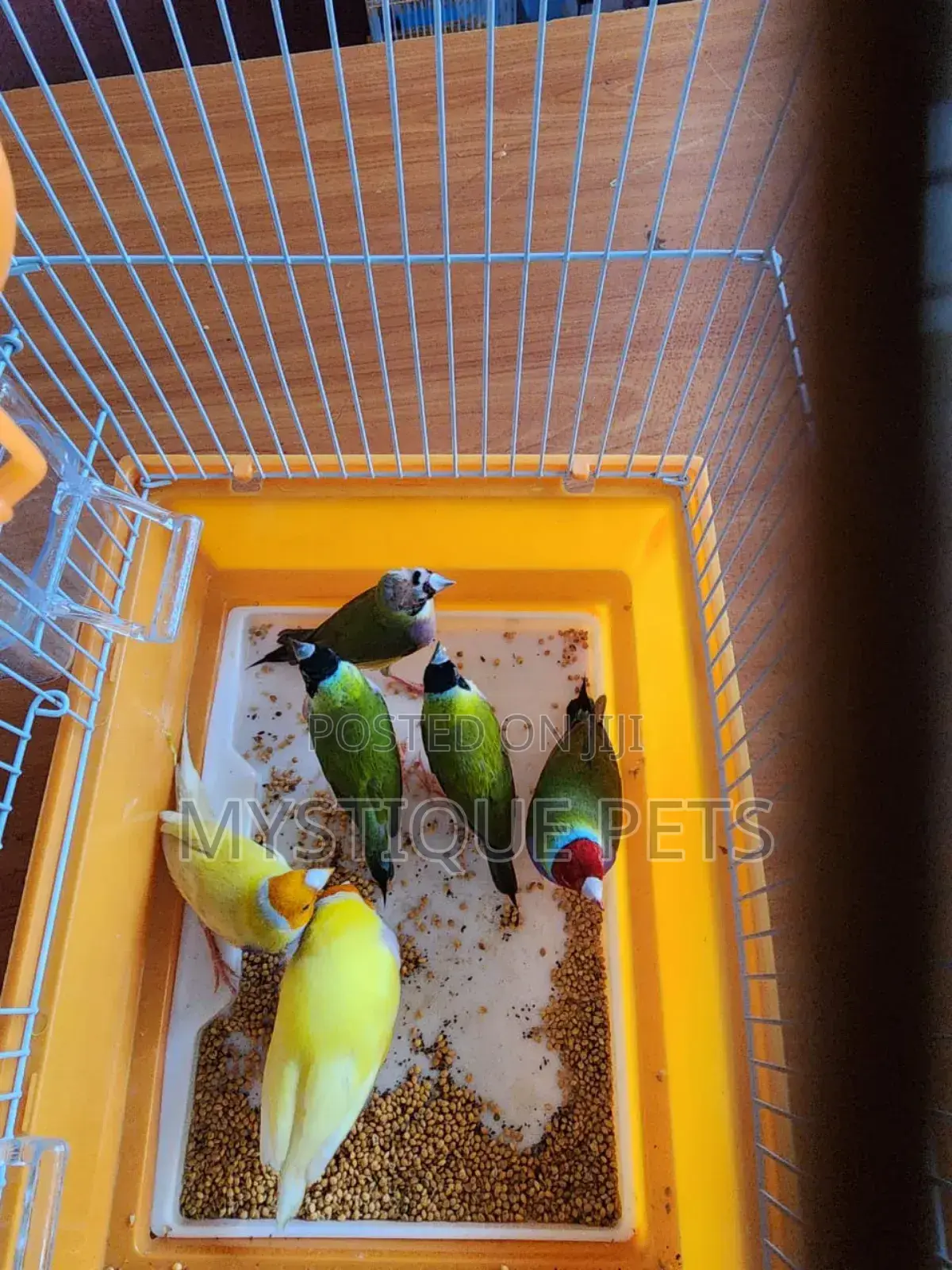Finches Birds