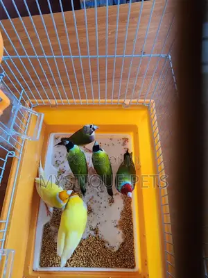 Finches Birds