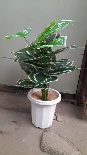 White Vase,Plant and Pebble Stones