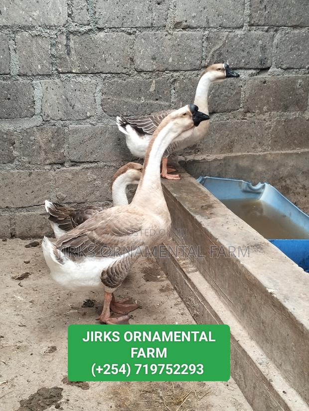 African Goose - main view