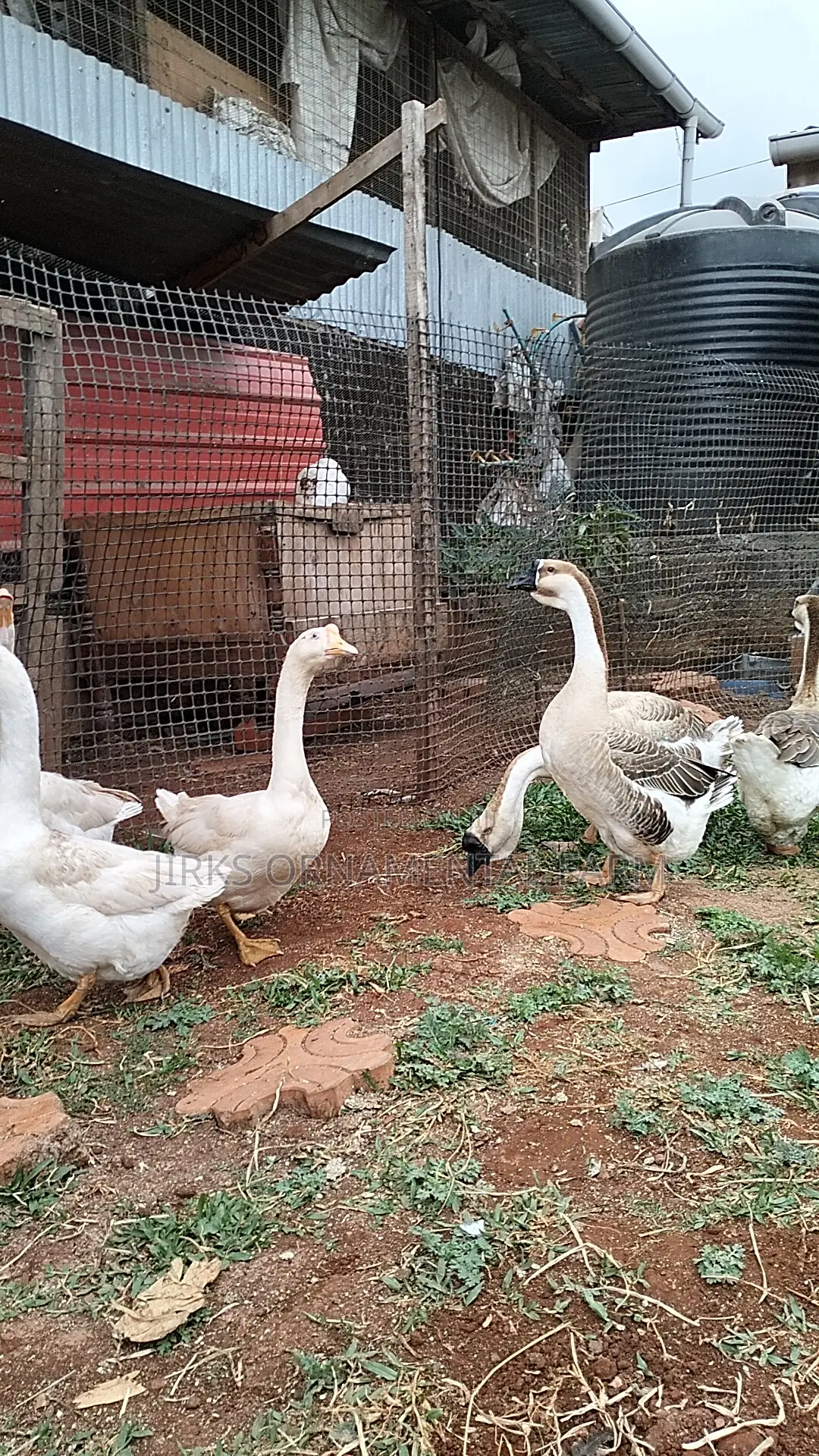 African Goose