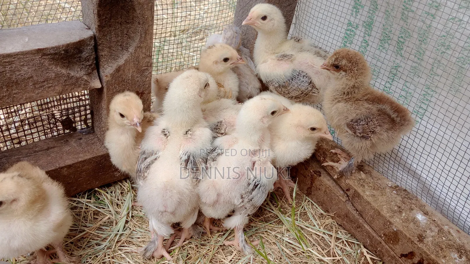 Brahma Chicks