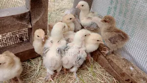 Brahma Chicks