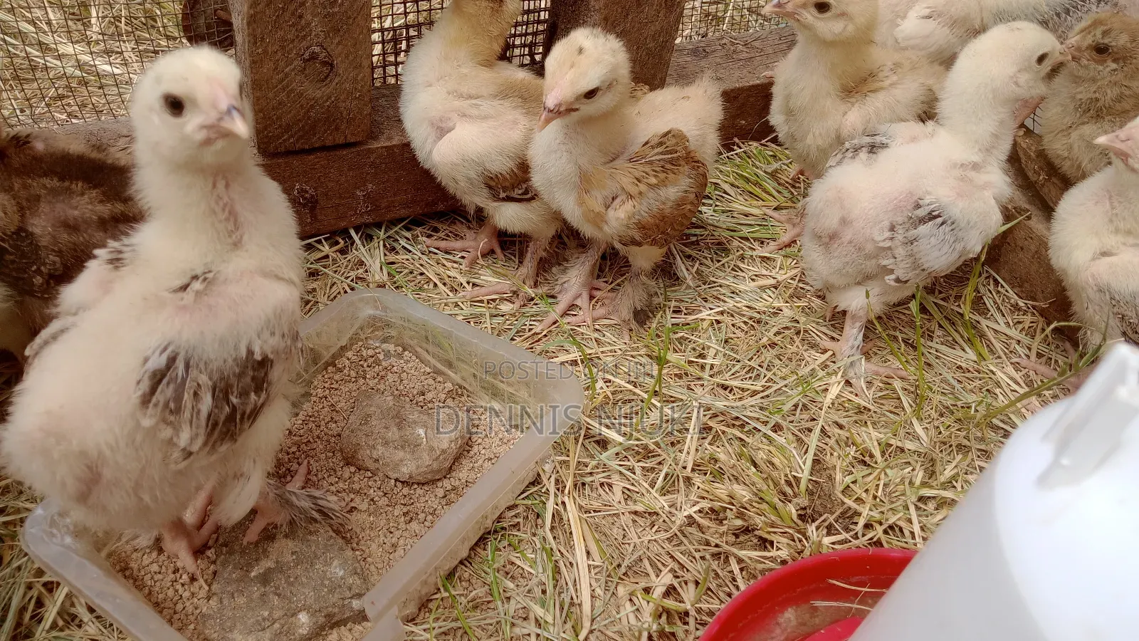 Brahma Chicks