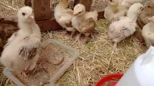 Brahma Chicks