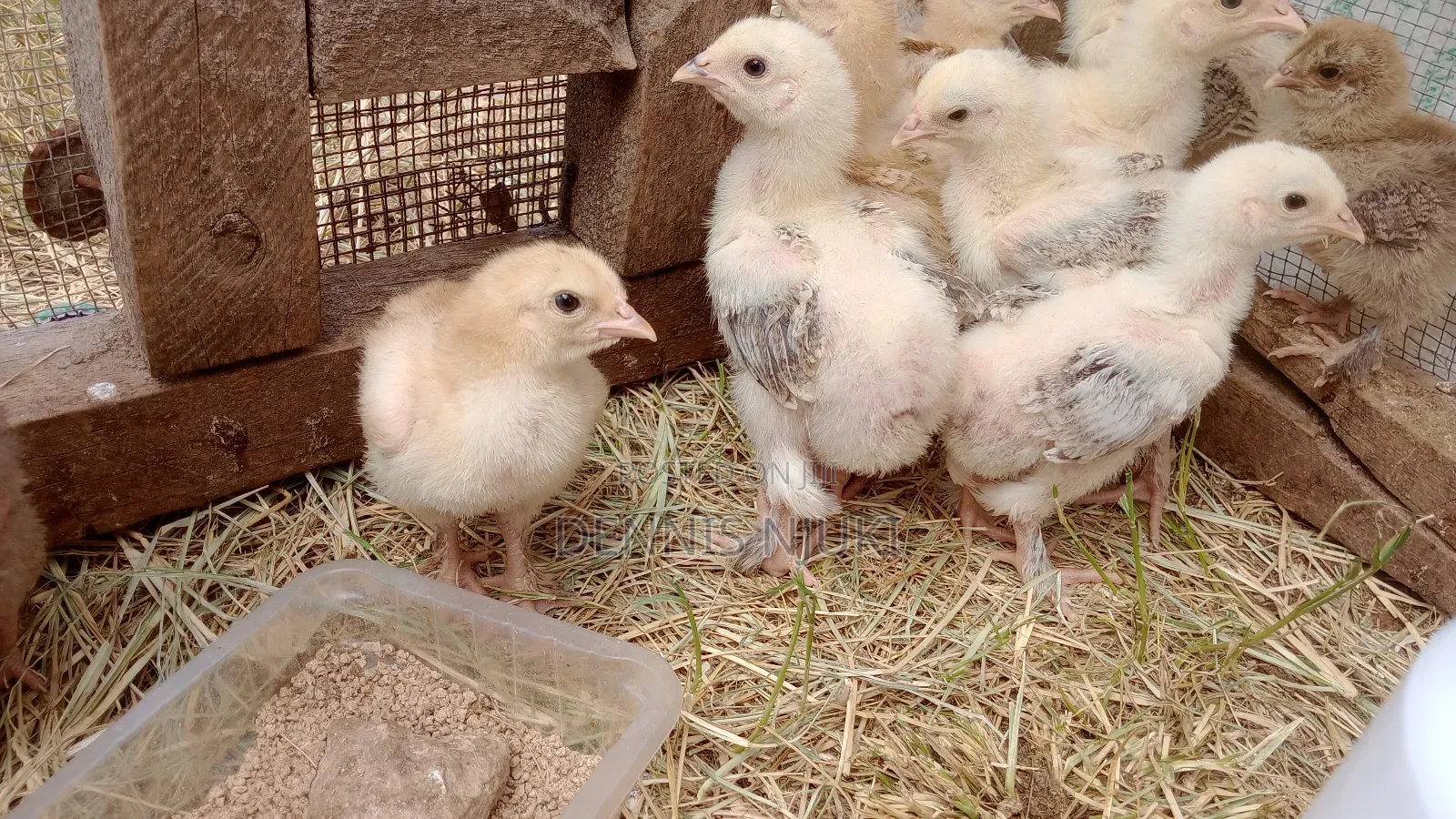 Brahma Chicks