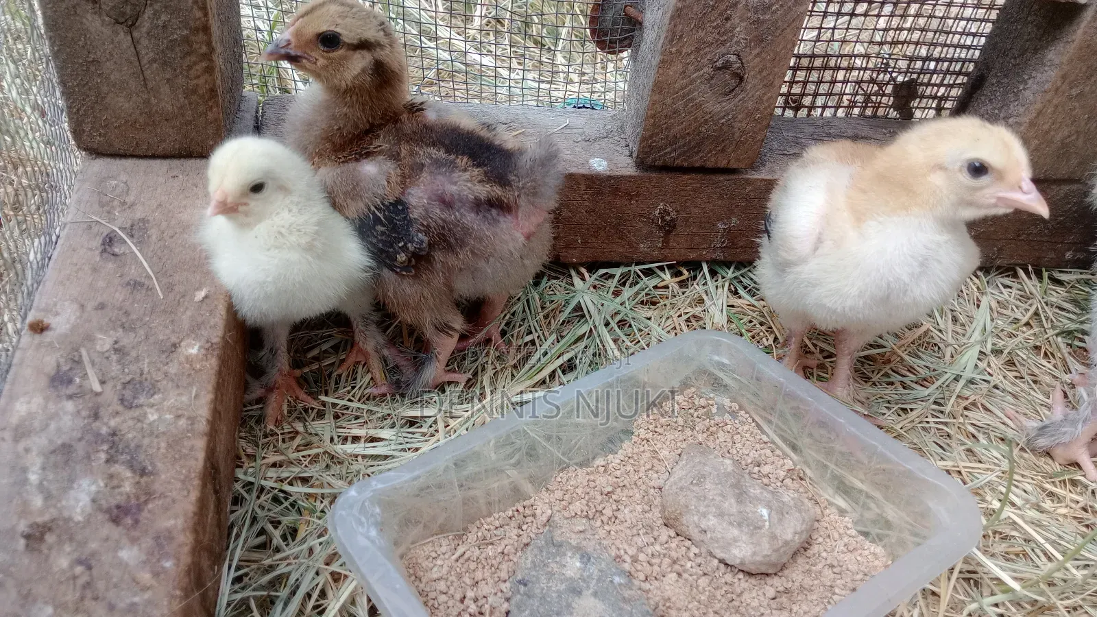Brahma Chicks