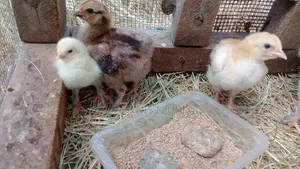 Brahma Chicks