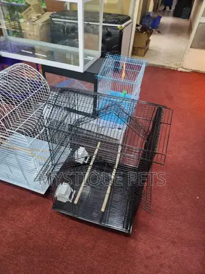 Black Birds Cage