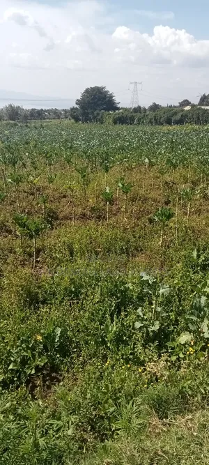 Land on Sale at Kinungi Naivasha