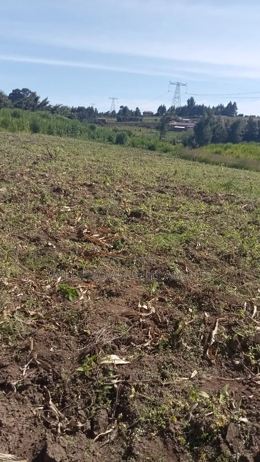 Land on Sale at Kinungi Naivasha