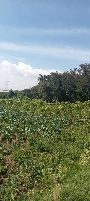 Land on Sale at Kinungi Naivasha