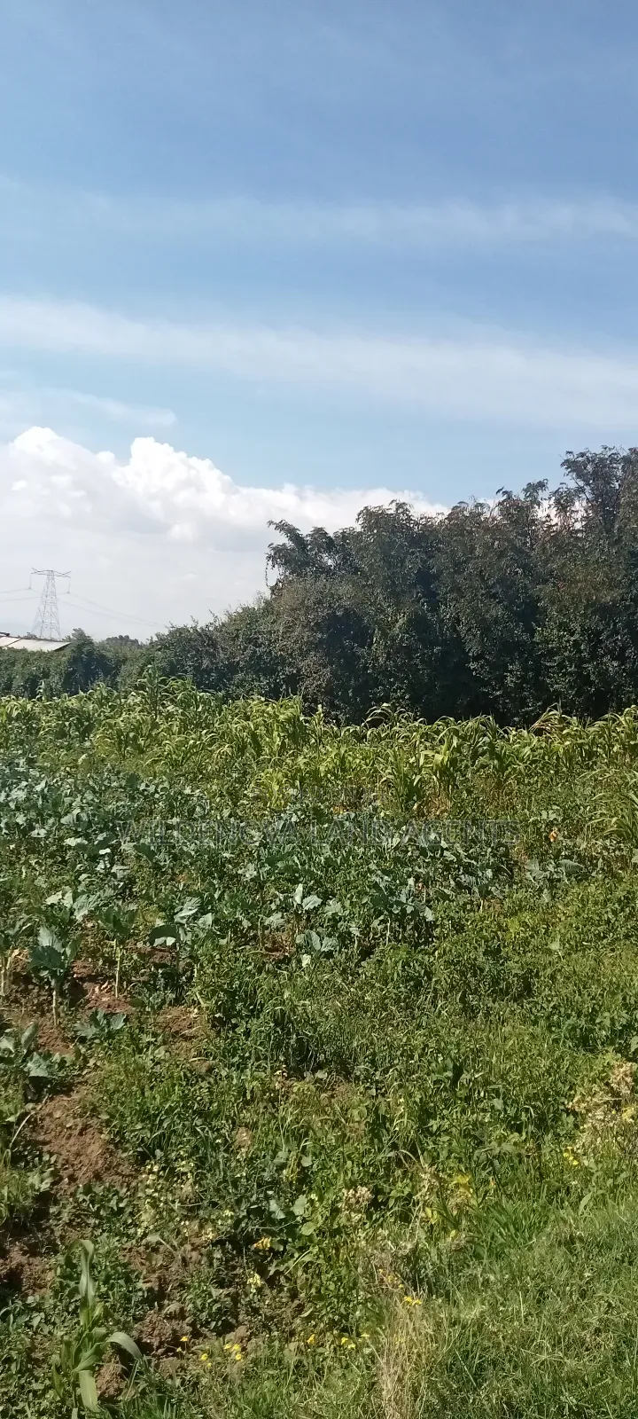 Land on Sale at Kinungi Naivasha