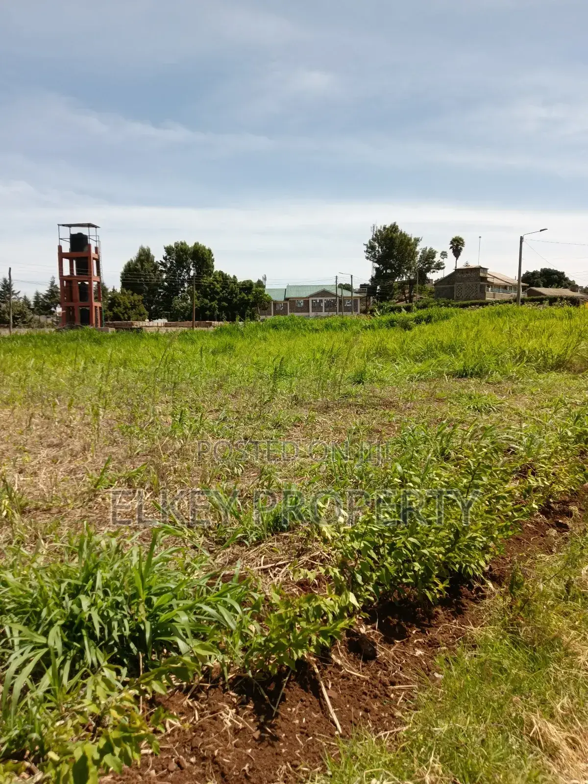 Prime Plot in Zambezi Kikuyu