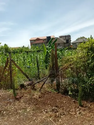 Prime Plot in Zambezi Kikuyu