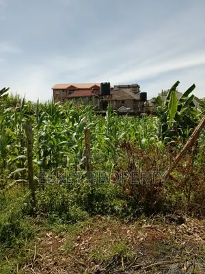 Prime Plot in Zambezi Kikuyu