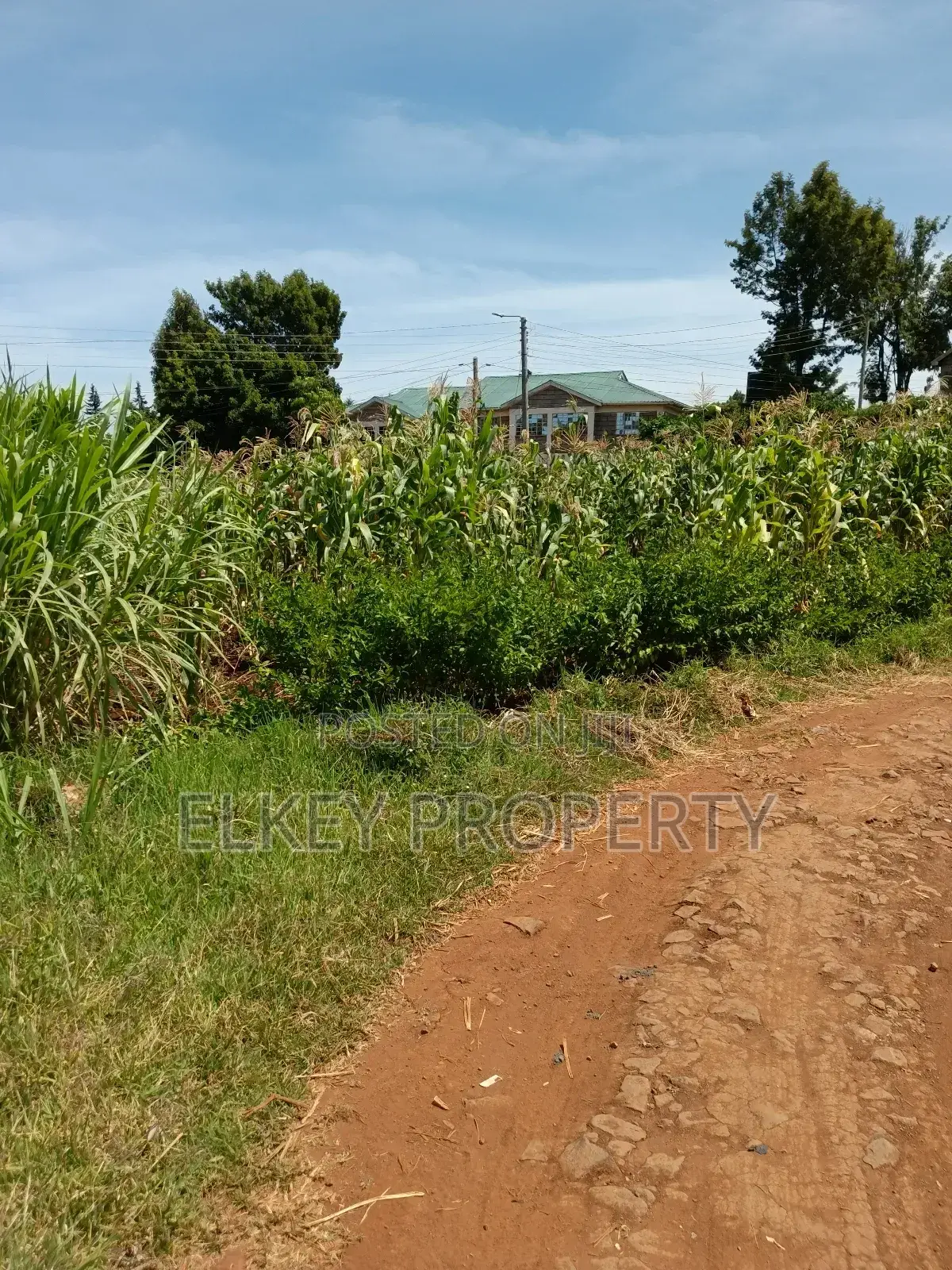 Prime Plot in Zambezi Kikuyu