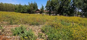 1⁄4 Plots For Sale In Hillside Limo Side Sayare In Eldoret