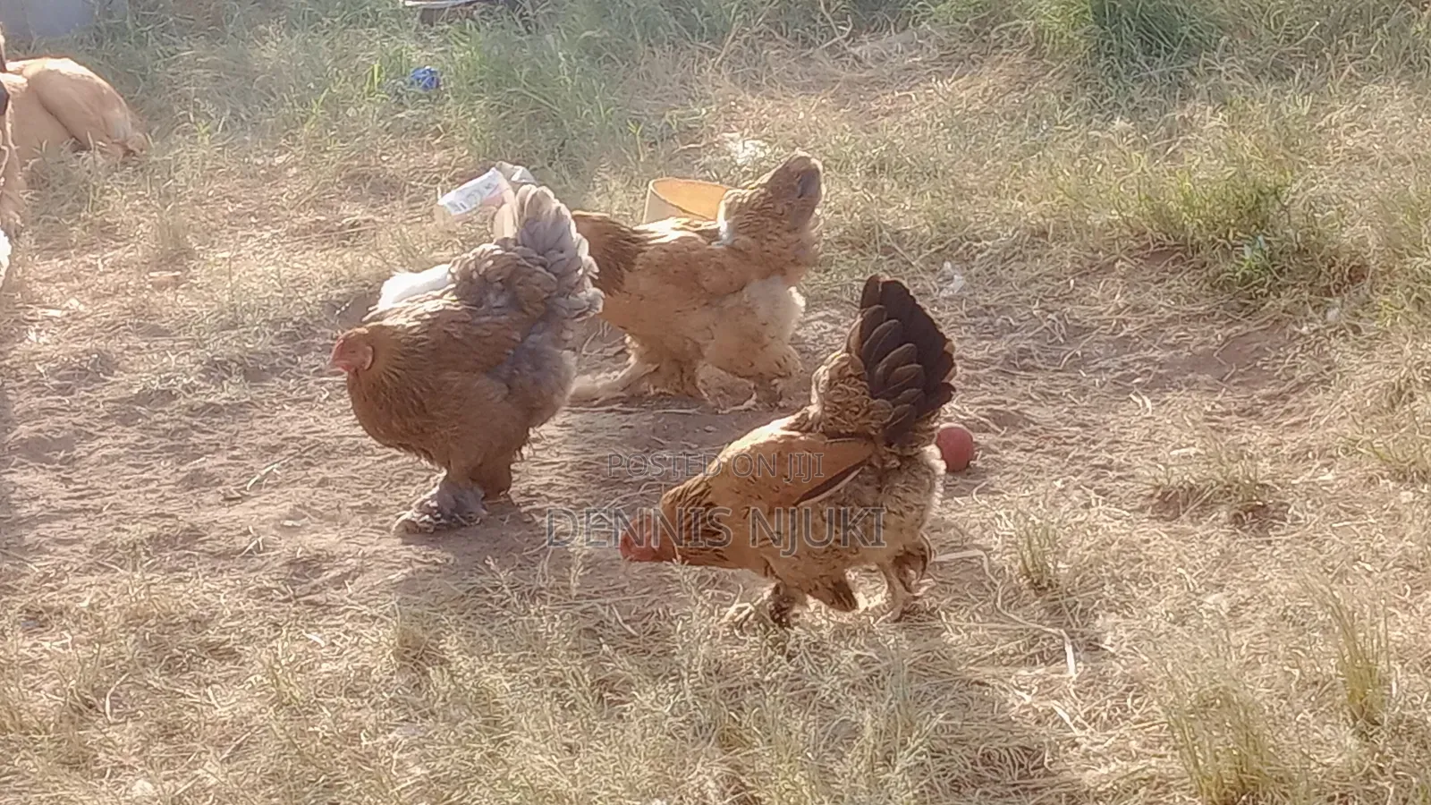 Brahma Chicken Eggs